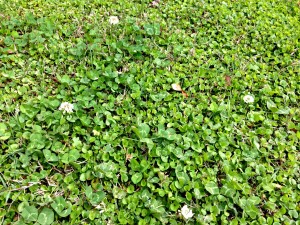 clover