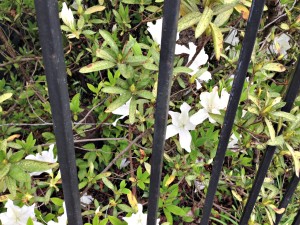 flowers behind fence