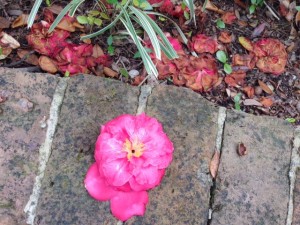 flower on bricks.jpg