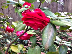 roses