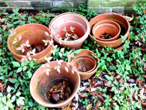 flower pots