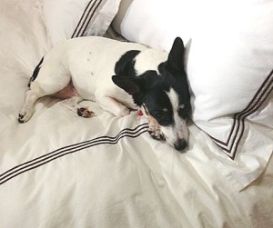 lazy gracie