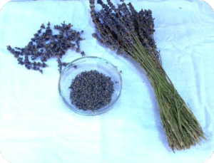 soapsdriedlavender