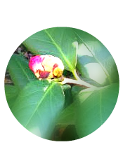 springbudsround