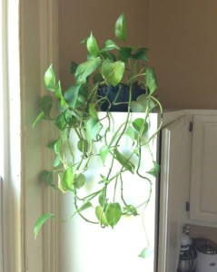 plant