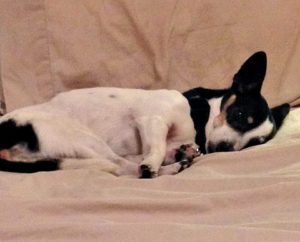 dognapping